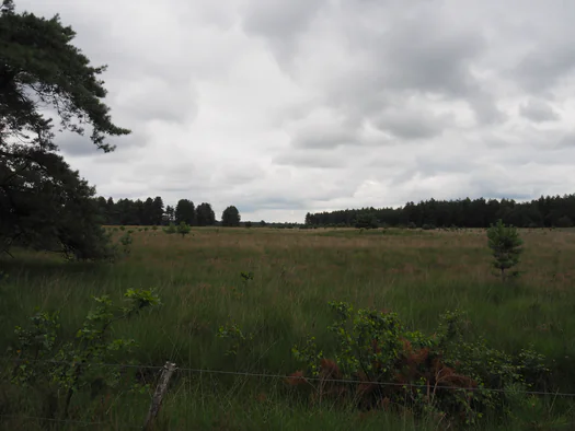 Dodendraad in Hamelt Achel (Belgium)
